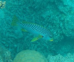 Plectorhinchus lineatus