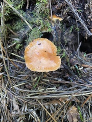 Gliophorus