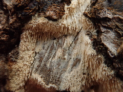 Schizoporaceae
