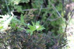 Geranium potentilloides
