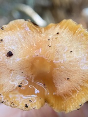 Gliophorus