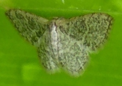 Idaea costiguttata