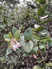 Arctostaphylos pajaroensis