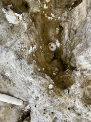 Thylacodes variabilis