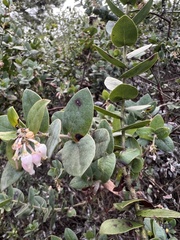 Arctostaphylos pajaroensis