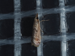 Syntonarcha iriastis