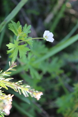 Geranium potentilloides