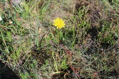 Microseris lanceolata