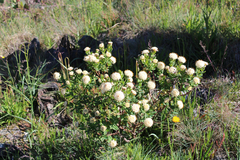 Pimelea ligustrina ciliata