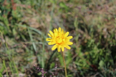 Microseris lanceolata