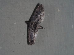 Sufetula hemiophthalma
