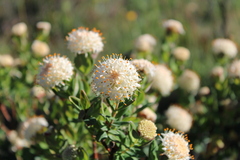 Pimelea ligustrina ciliata