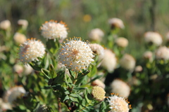 Pimelea ligustrina ciliata