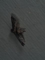 Sufetula hemiophthalma