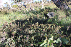 Podocarpus lawrencei