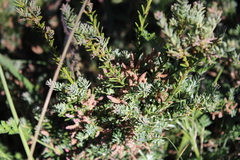 Podocarpus lawrencei