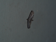 Sufetula hemiophthalma