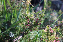 Podocarpus lawrencei