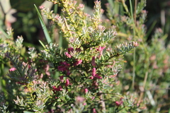 Podocarpus lawrencei