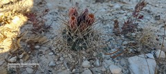 Ancistrocactus brevihamatus brevihamatus