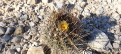 Ancistrocactus brevihamatus brevihamatus