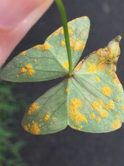 Puccinia oxalidis