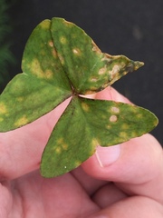 Puccinia oxalidis