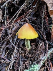Hygrocybe singeri