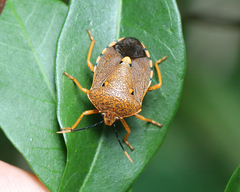 Anaxarchus pardalinus