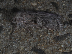 Cryptophasa irrorata