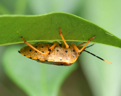 Anaxarchus pardalinus