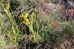 Senecio pinnatifolius alpinus