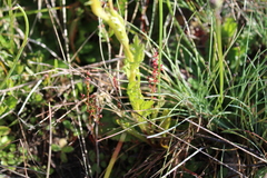 Senecio pinnatifolius alpinus