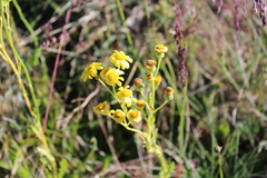 Senecio pinnatifolius alpinus