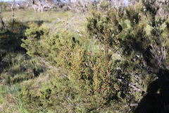 Hakea microcarpa