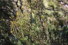 Hakea microcarpa