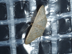 Idaea philocosma