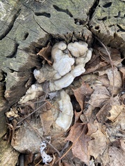 Entoloma abortivum