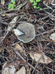 Melanoleuca melaleuca