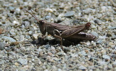 Phaulacridium marginale