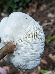Melanoleuca melaleuca