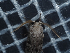 Cryptophasa irrorata