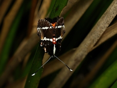 Hecatesia fenestrata