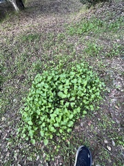 Claytonia perfoliata