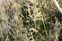 Aciphylla simplicifolia