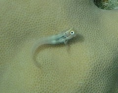 Ecsenius yaeyamaensis