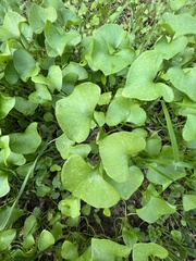 Claytonia perfoliata