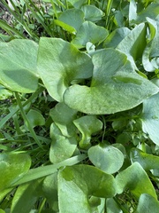 Claytonia perfoliata