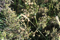 Aciphylla simplicifolia