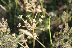 Aciphylla simplicifolia